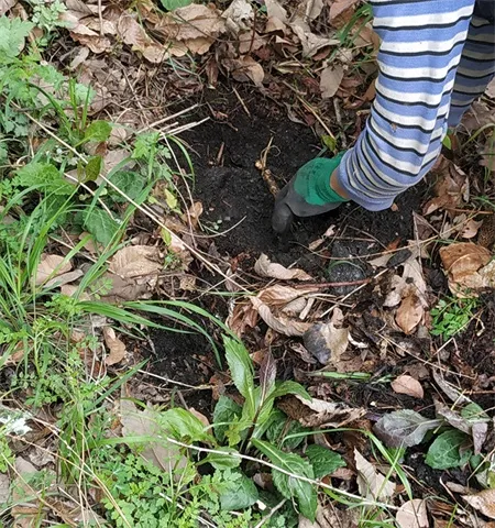 Digging ginseng Panax Ginseng