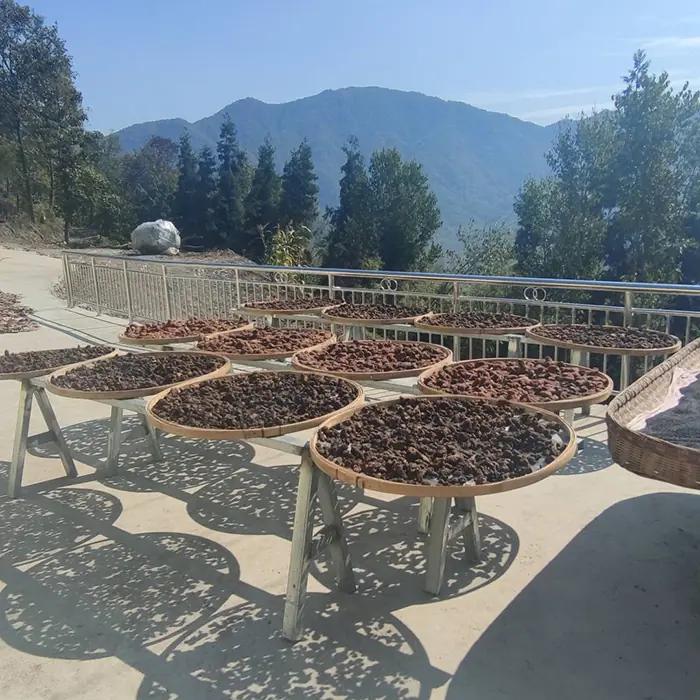 drying polygonatum drying polygonatum