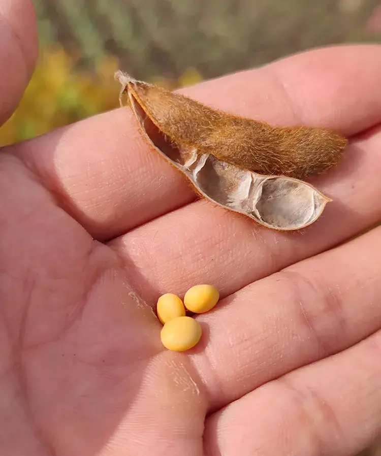 Granulated soybean Granulated soybean
