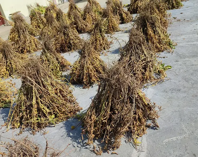 soybean pile soybean pile