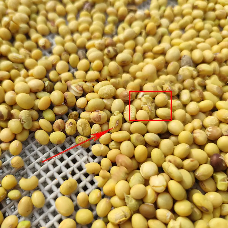 soybean soybean