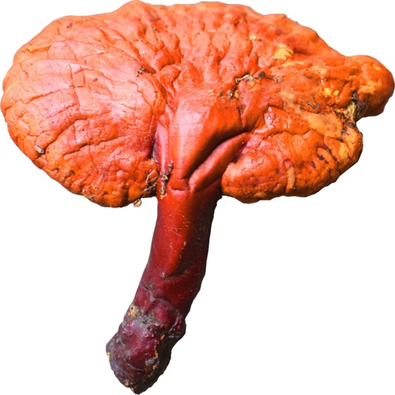 Ganoderma lucidum Ganoderma lucidum
