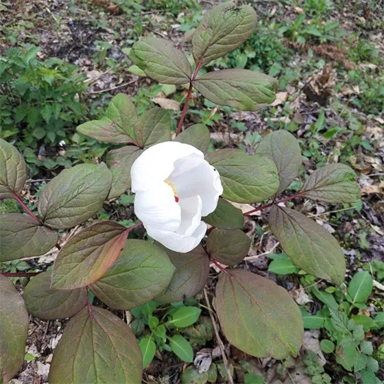 Old white peony root Old white peony root