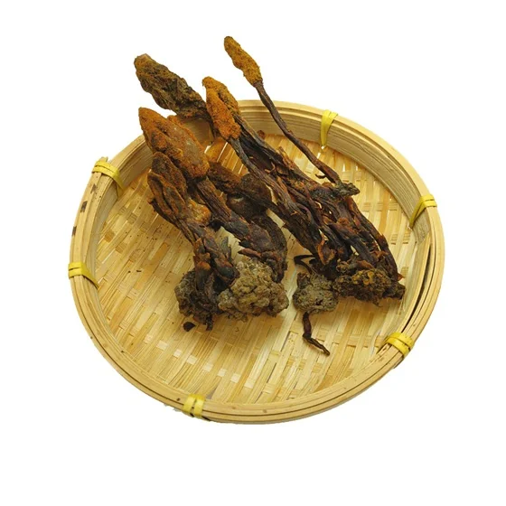 Premium Dried Balanophora Herb Snake Mushroom 100% Natural 4 山子堂 | 山子堂
