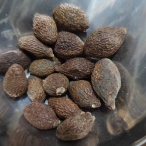 Malva Nut