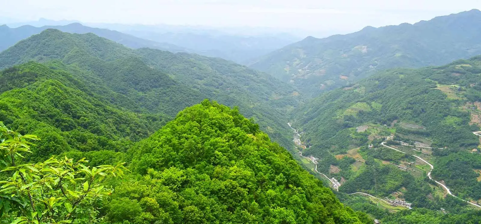 Wild medicinal plants Wild Chinese medicinal herbs and agricultural products website