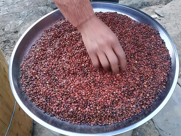 Wild Premium Ziziphus Jujuba Seed 100% Natural Wild Harvested 3 山子堂 | 山子堂