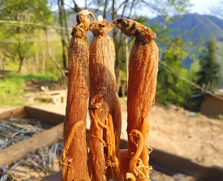 Premium Red Ginseng root Slices 6-Yr Panax Root 100% Natural 3 包装:红参片500克 老红参片 5年及以下红参 | 山子堂