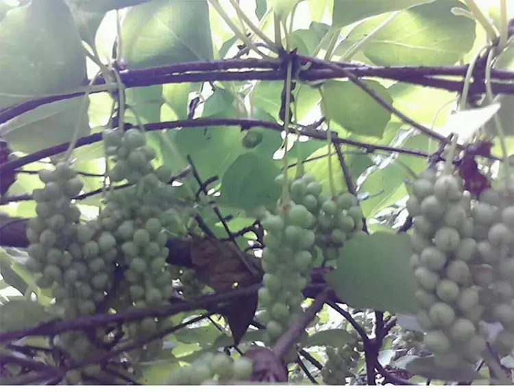 wild Premium Schisandra Chinensis 100% Natural Dried Berry Whole top 4 山子堂 | 山子堂