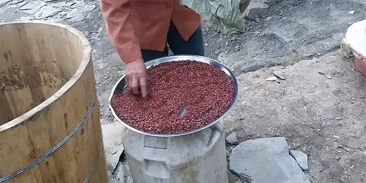 sour jujube seed sour jujube seed