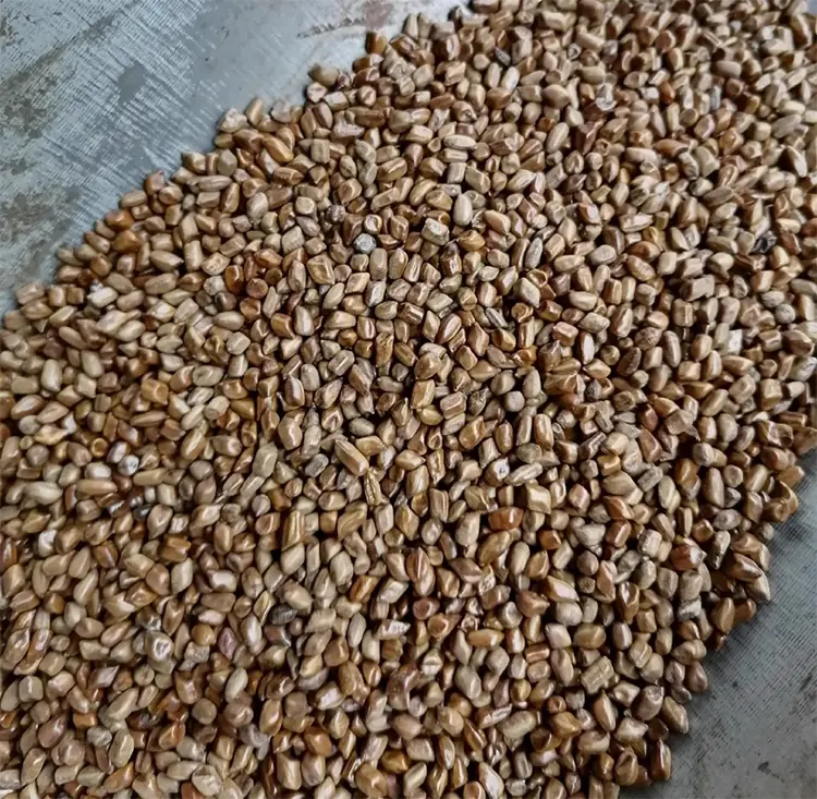决明子 Cassia seed