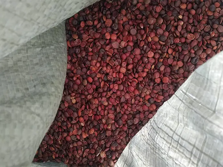 Wild Premium Ziziphus Jujuba Seed 100% Natural Wild Harvested 4 山子堂 | 山子堂