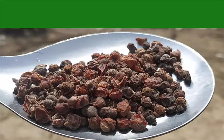 Chinese medicinal material schisandra chinensis Chinese medicinal material schisandra chinensis
