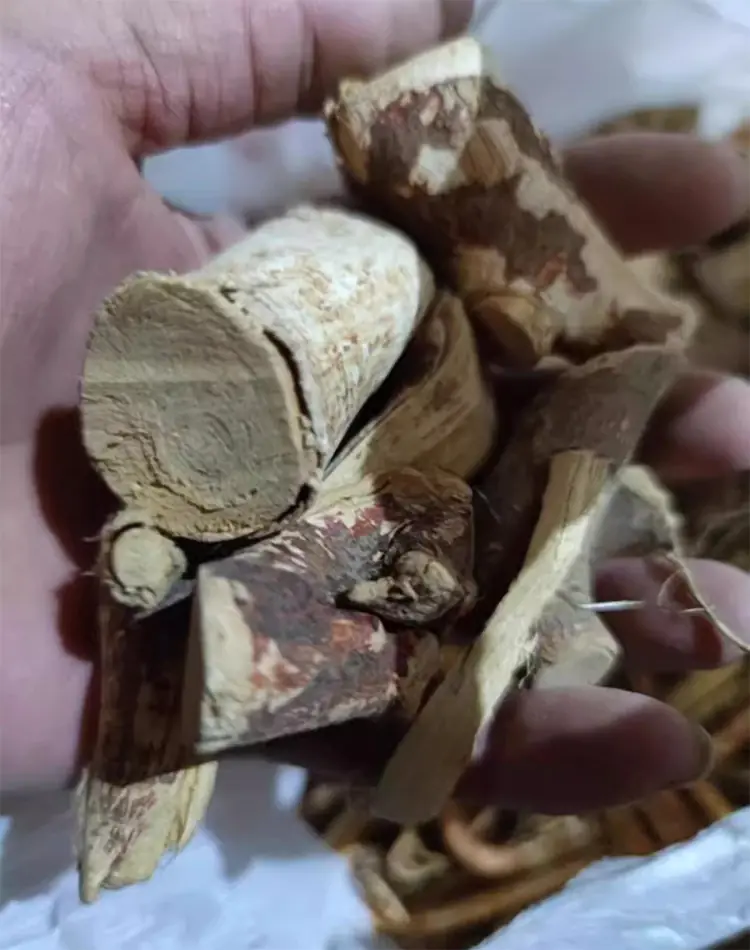 Chinese herbal medicine five-fingered peach Chinese herbal medicine five-fingered peach