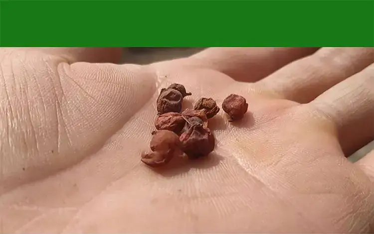 traditional chinese medicinal materials traditional chinese medicinal materials