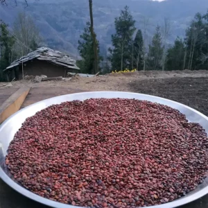 Ziziphus jujuba seed
