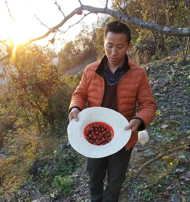 jujube soup jujube soup