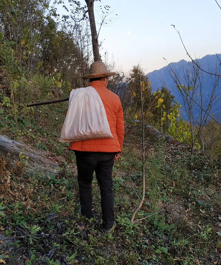 High mountain jujube grey jujube High mountain jujube grey jujube