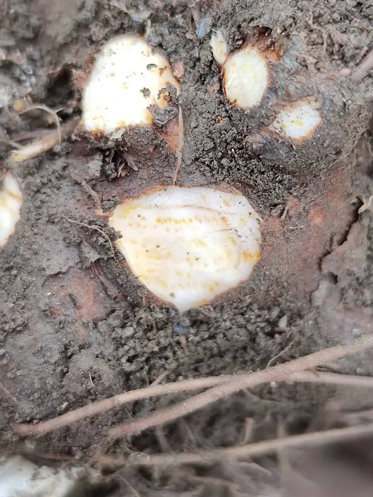 Wild atractylodes rhizome Wild atractylodes rhizome