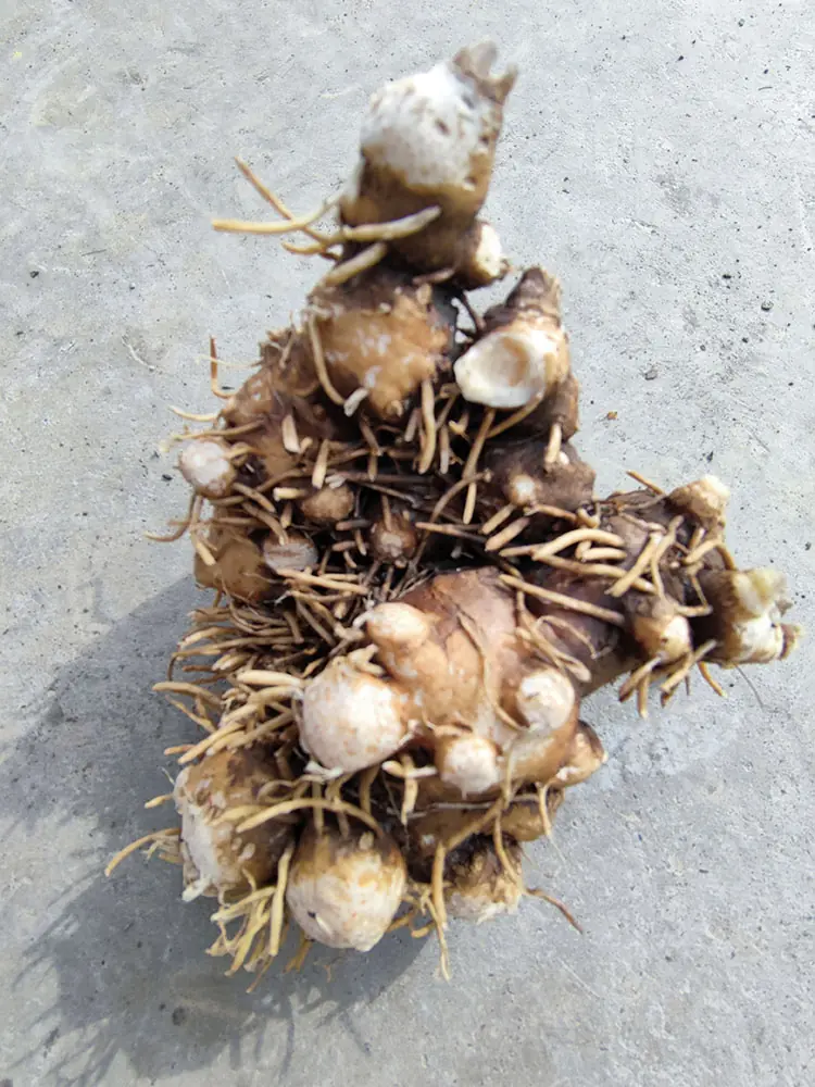 Rhizoma Atractylodis Macrocephalae Rhizoma Atractylodis Macrocephalae