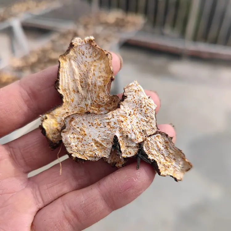 Wild White Atractylodes 500g Baizhu Largehead Atractylodes Rhizome 1 White Atractylodes
