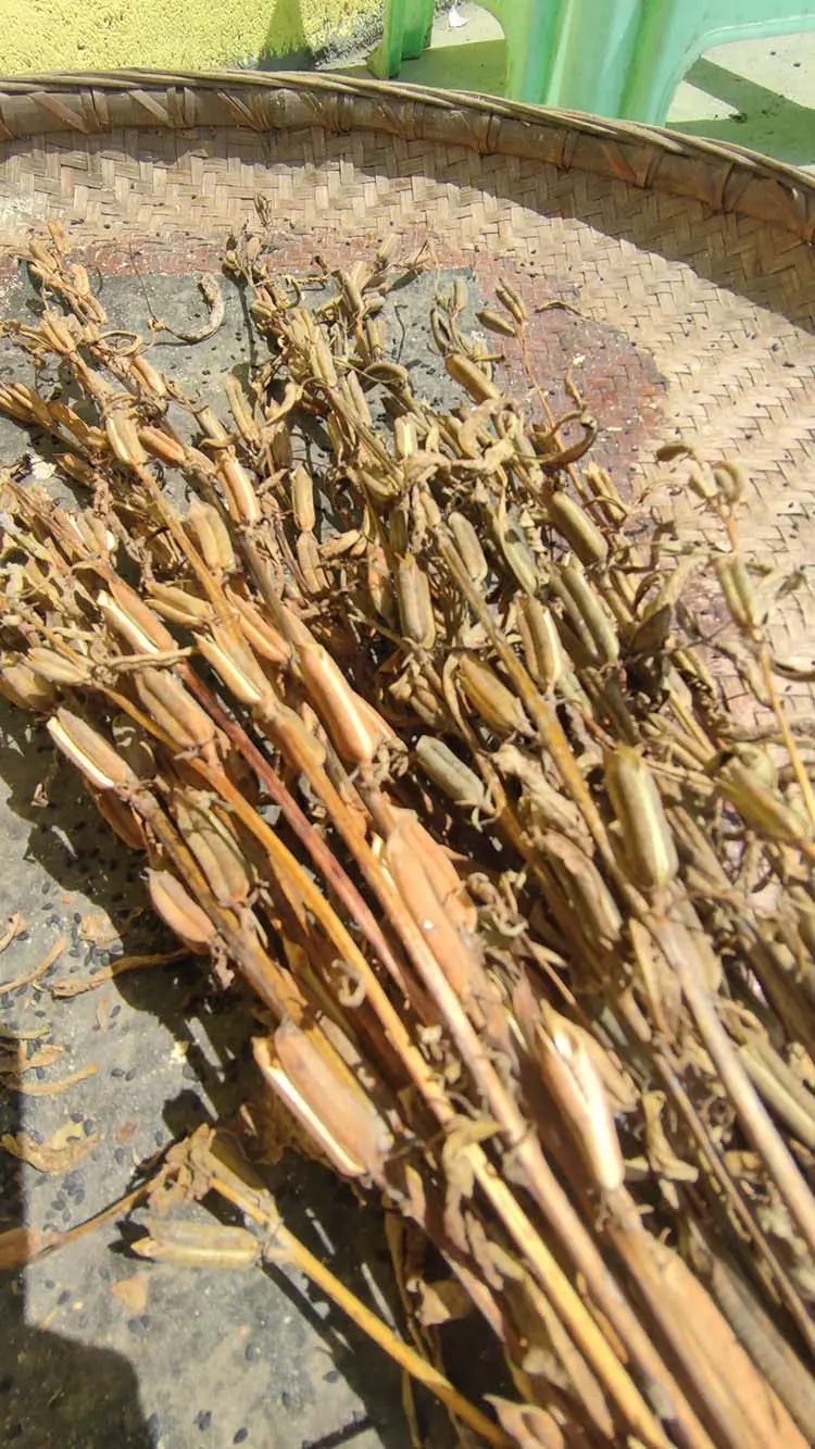 农村地区的芝麻籽 Sesame seed in rural area