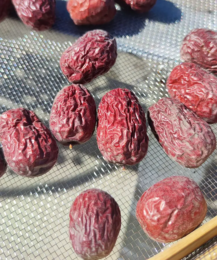 Xinzheng jujube Xinzheng jujube