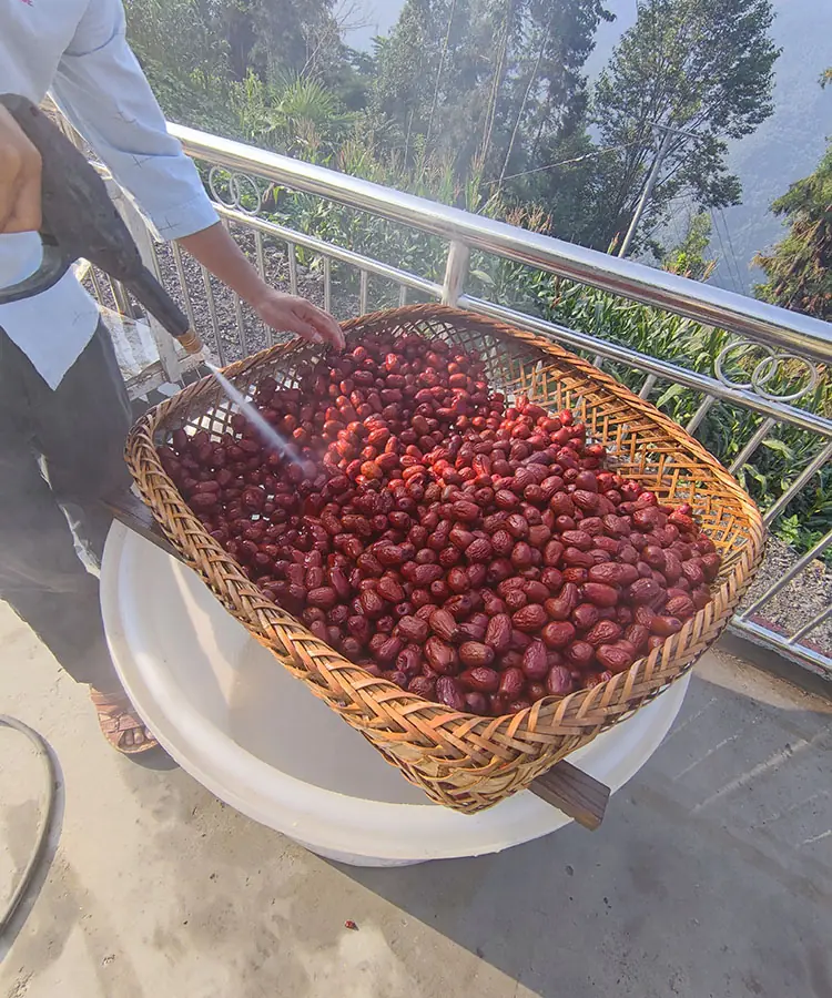 jujube at high altitude jujube at high altitude