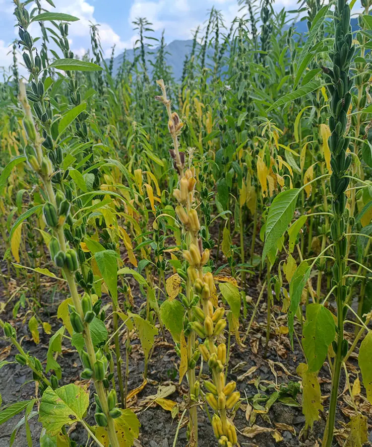 有机优质黑芝麻籽 100% 天然超级食品 野生无添加剂 4 Rural native sesame