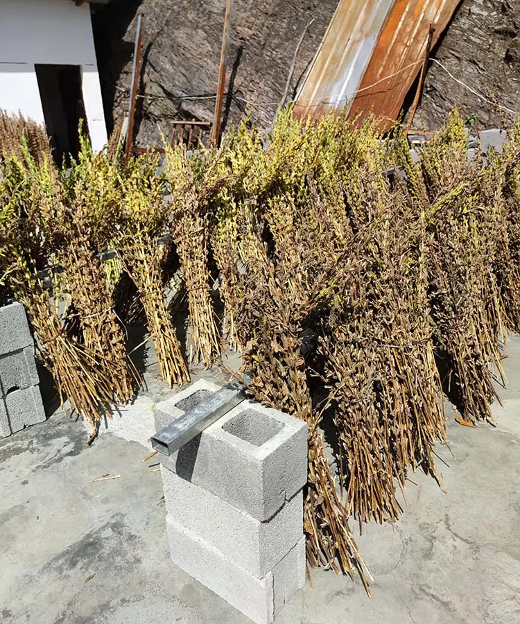 农村地区的芝麻籽 Sesame seed in rural area