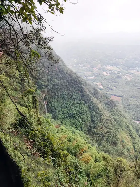 Solomon's seal Farmer collectors digging wild Polygonatum 30 years of growth 6 Wild Chinese herbal medicines collected from cliffs