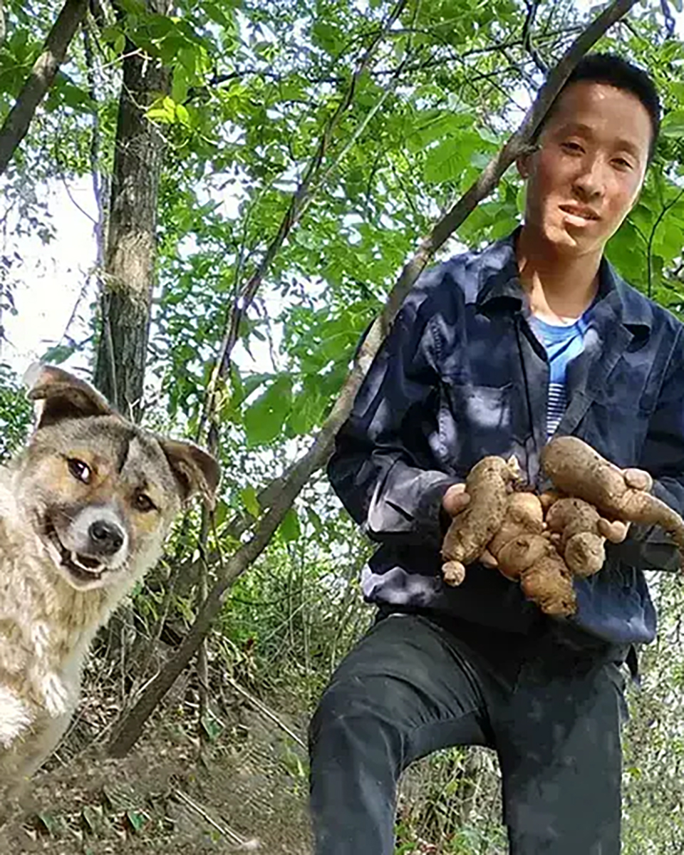 Wild medicinal materials harvested by farmers Wild medicinal materials harvested by farmers