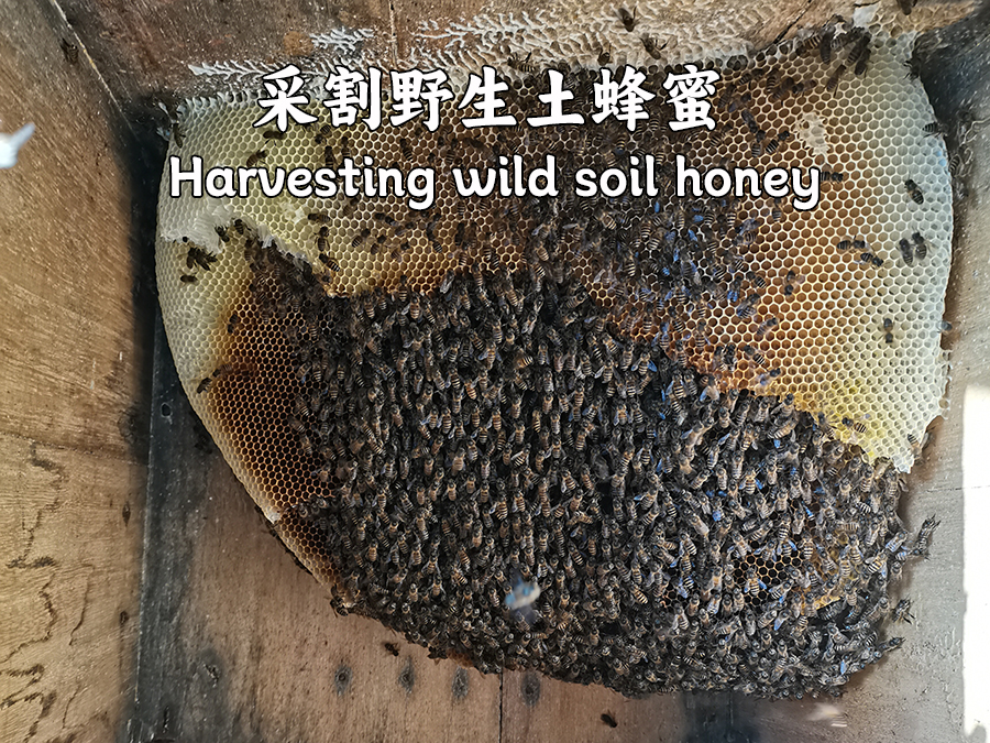 Harvesting wild honey Apis cerana Qinling